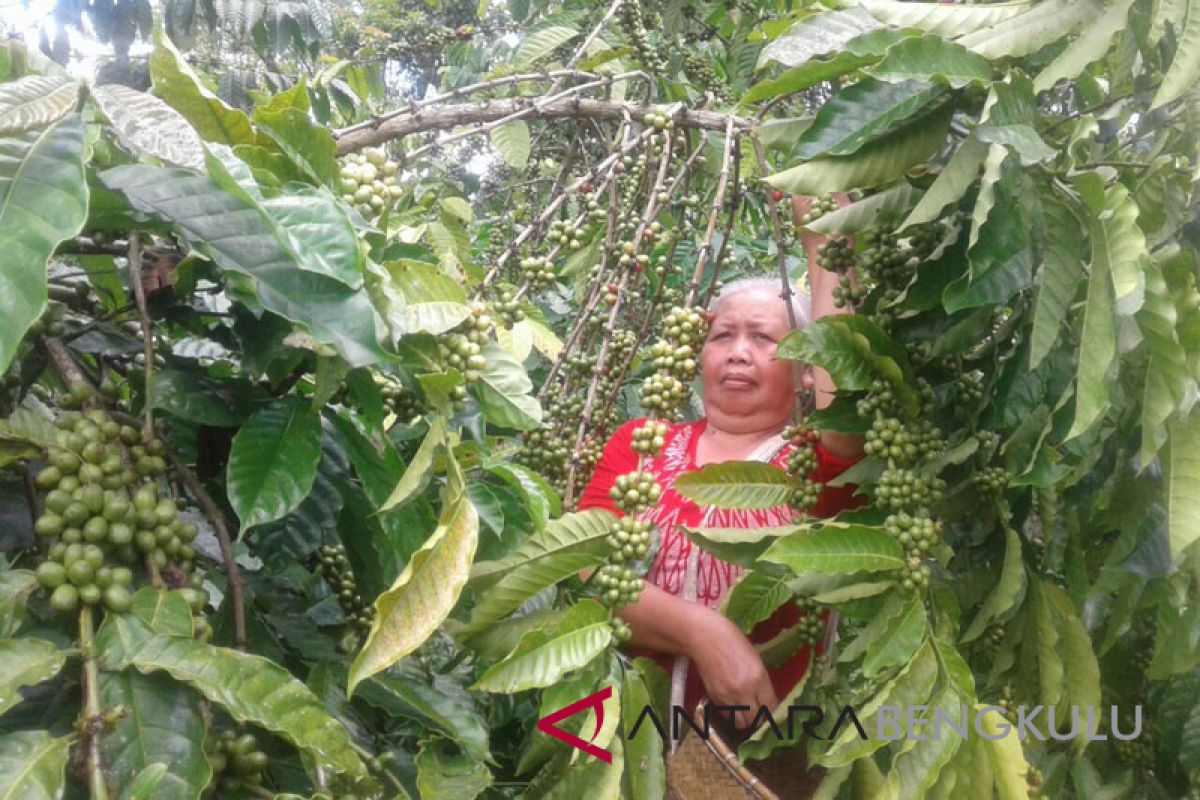 Petani keluhkan harga kopi turun saat panen