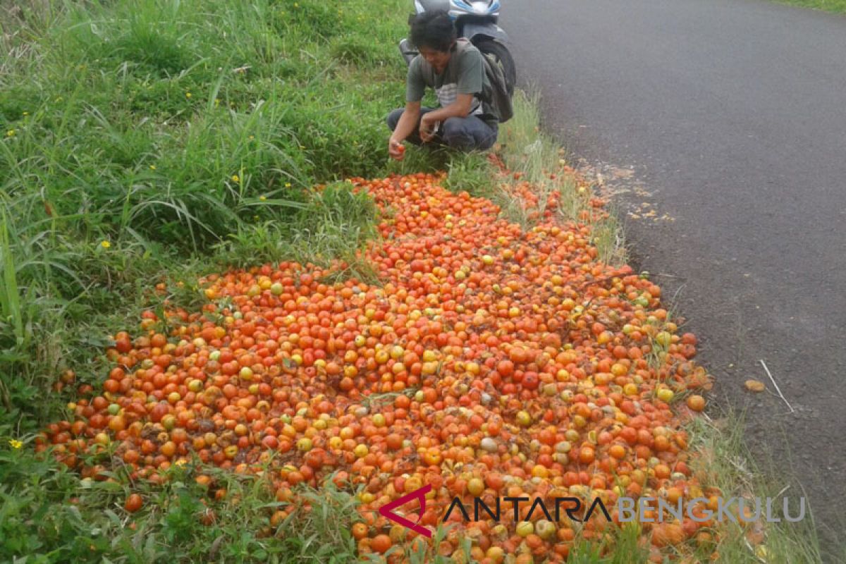 Petani keluhkan anjloknya harga jual tomat