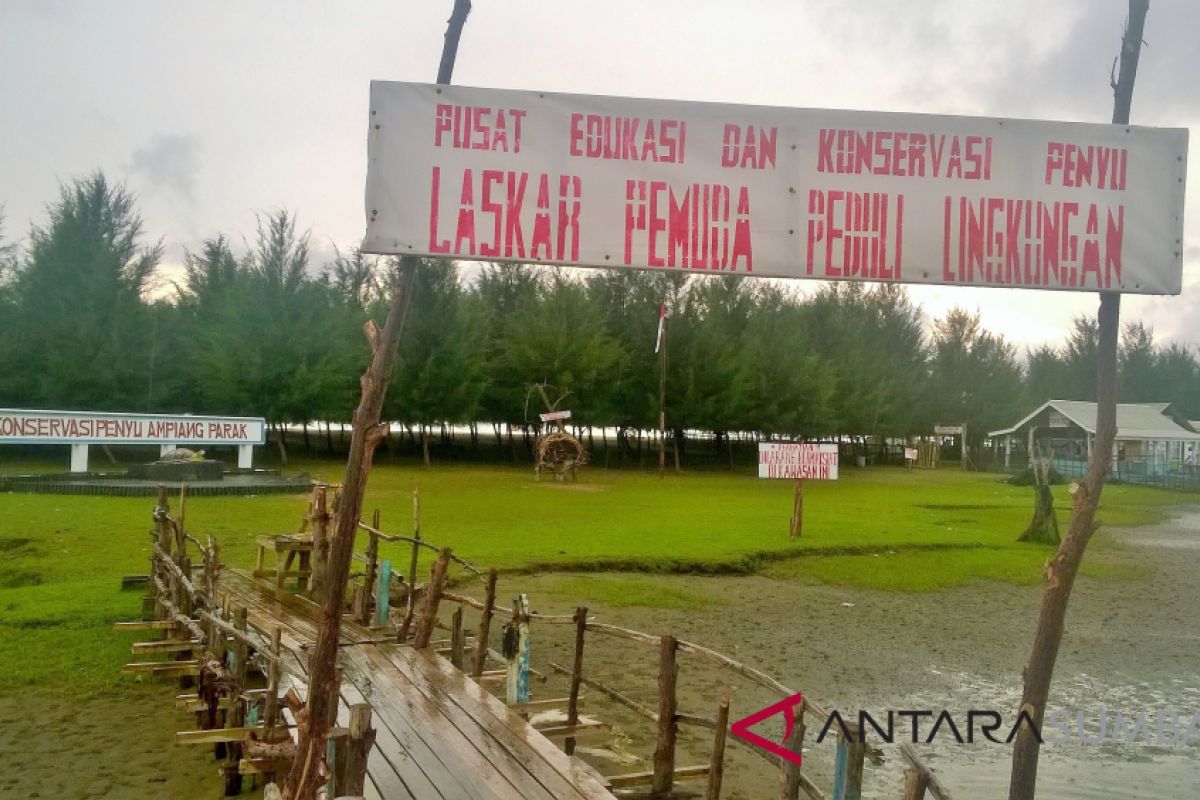 Begini cara laskar pemuda peduli lingkungan dalam melestarikan penyu di Pesisir Selatan