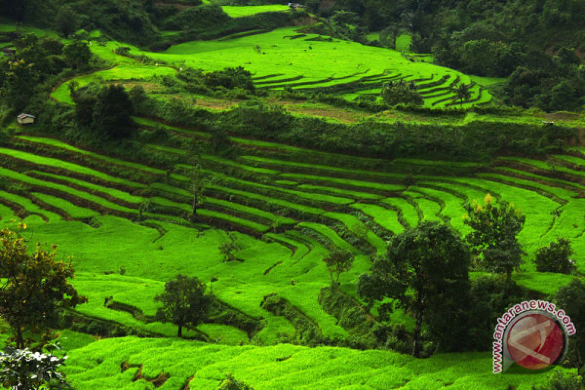 BPK diminta audit investigatif program cetak sawah