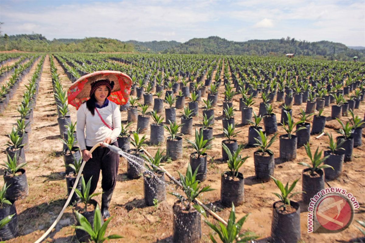 Replanting sawit 500 hektare di Solok Selatan, ini sasarannya