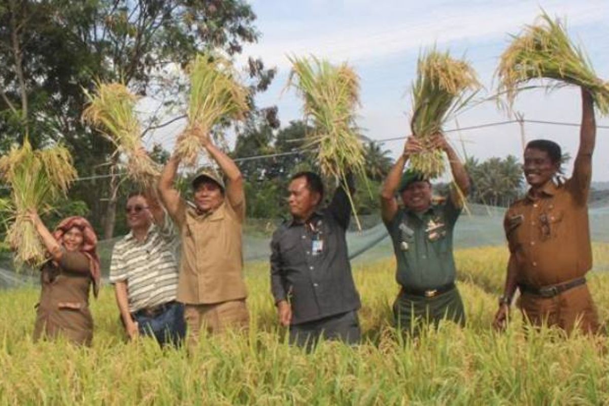 Wabup dan petani panen padi bersama