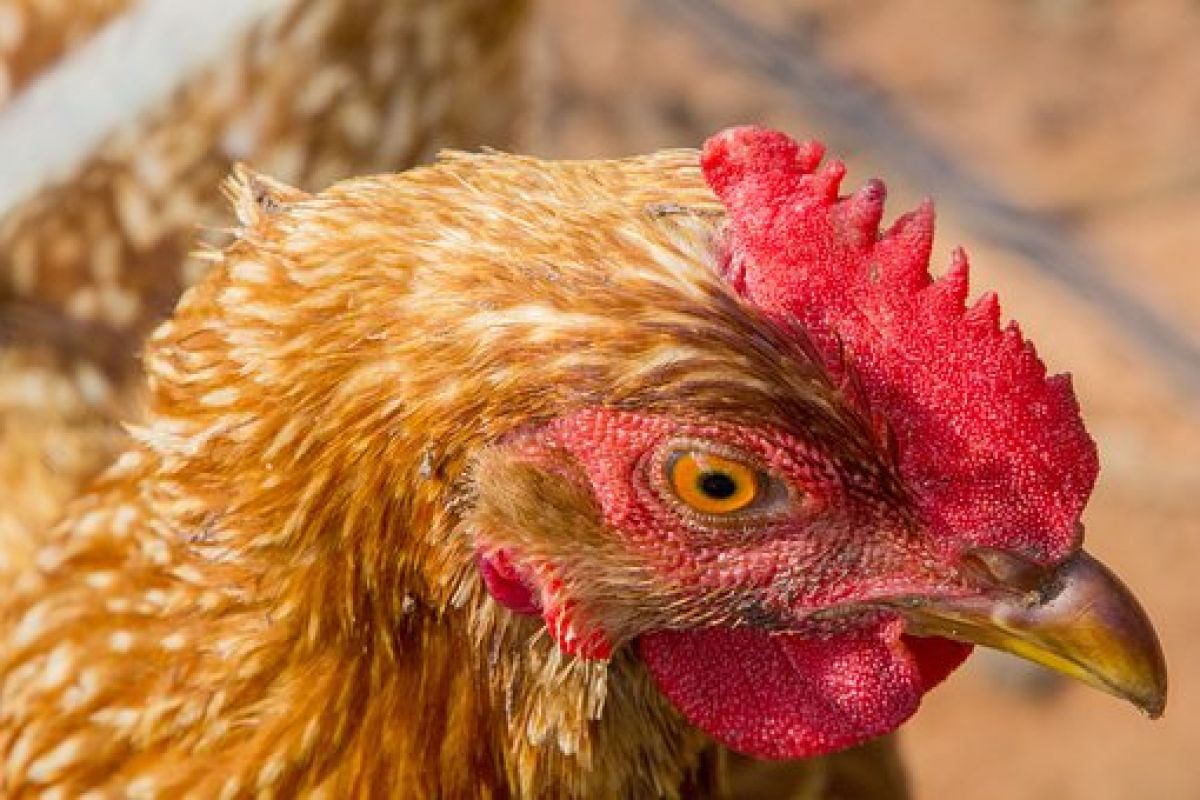 Puluhan ayam seludupan dimusnahkan Bea Cukai Aceh