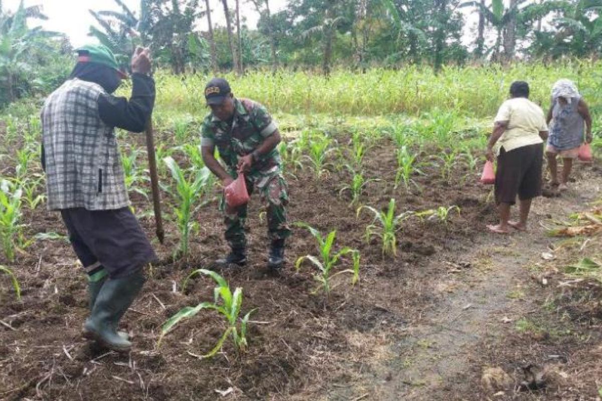 Babinsa Yapsel dampingi petani tanam jagung