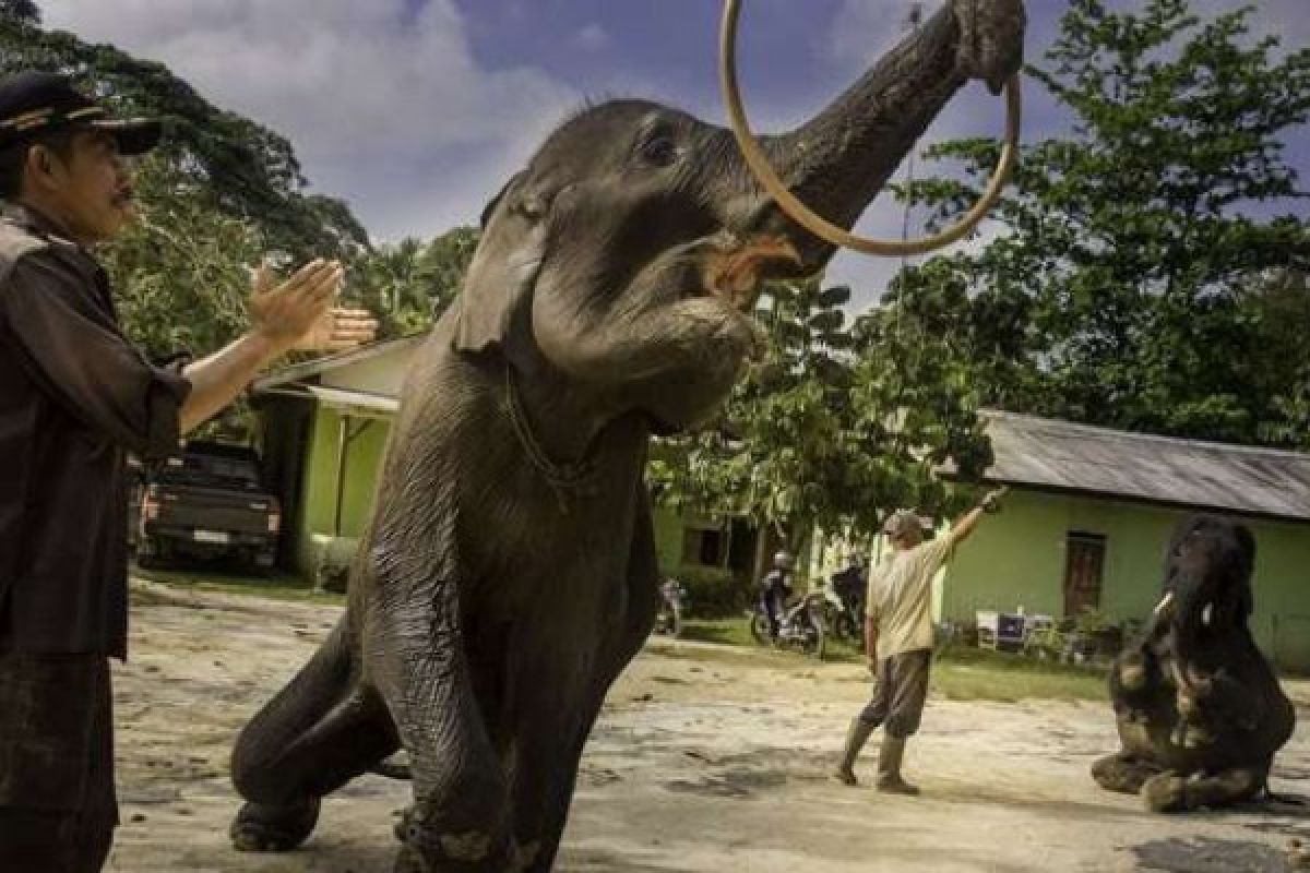 Begini Aktivitas 16 Gajah Penghuni PLG Minas 