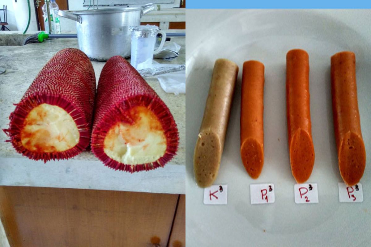 Peneliti IPB manfaatkan buah merah sebagai pewarna alami sosis