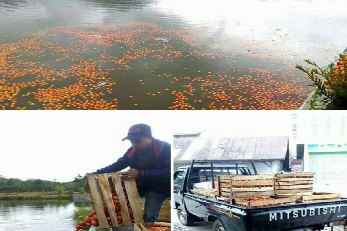 Petani Gayo biarkan tomatnya tidak dipanen