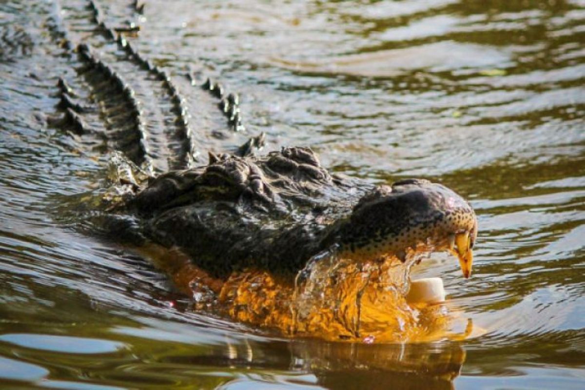 Seorang pelajar disambar buaya saat mandi