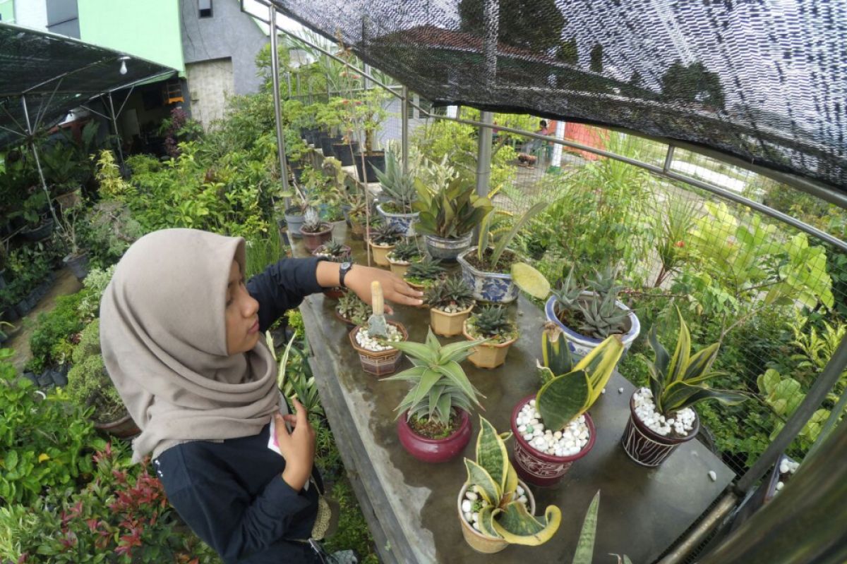 Sentra Bunga Hias Tomulobutao Diminati Warga