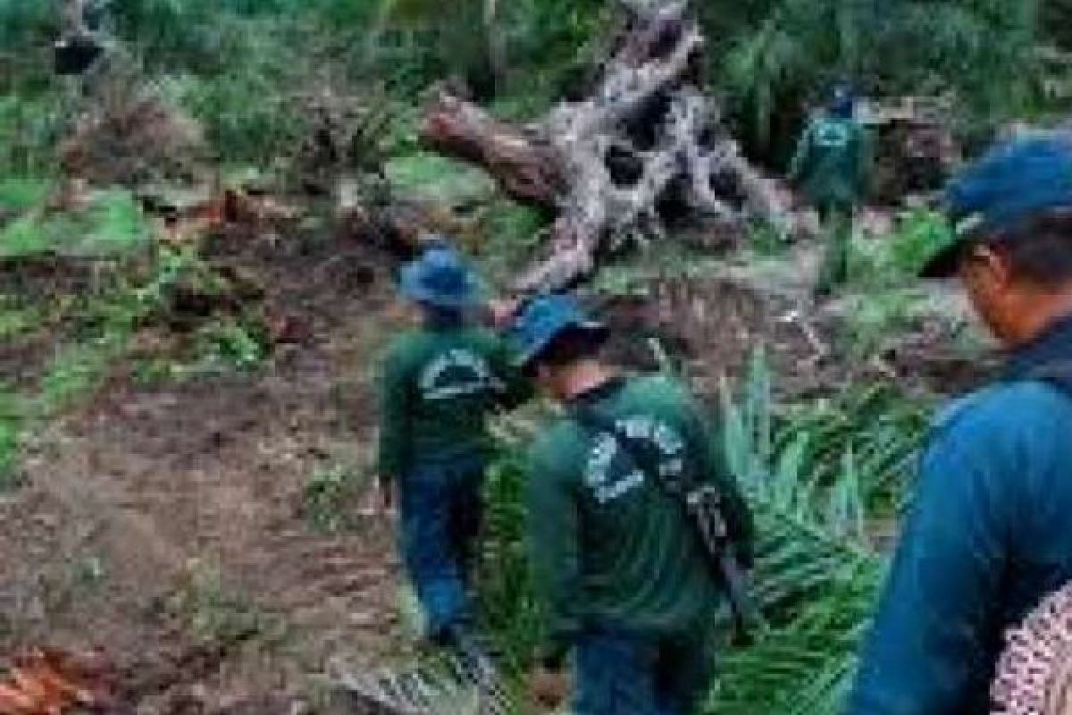 Bupati Kuansing Minta 9 Desa Dibebaskan dari Kawasan Hutan TNTN