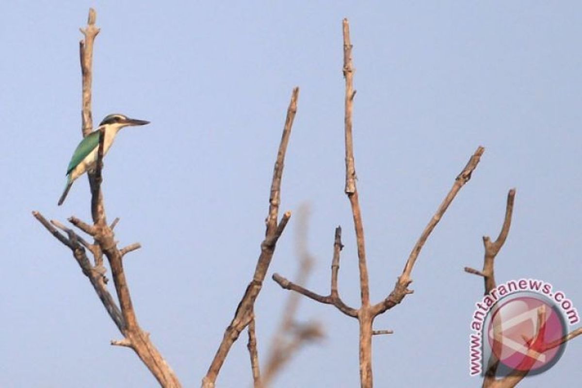ProFauna Indonesia amati 38 jenis burung langka di hutan Damarwulan