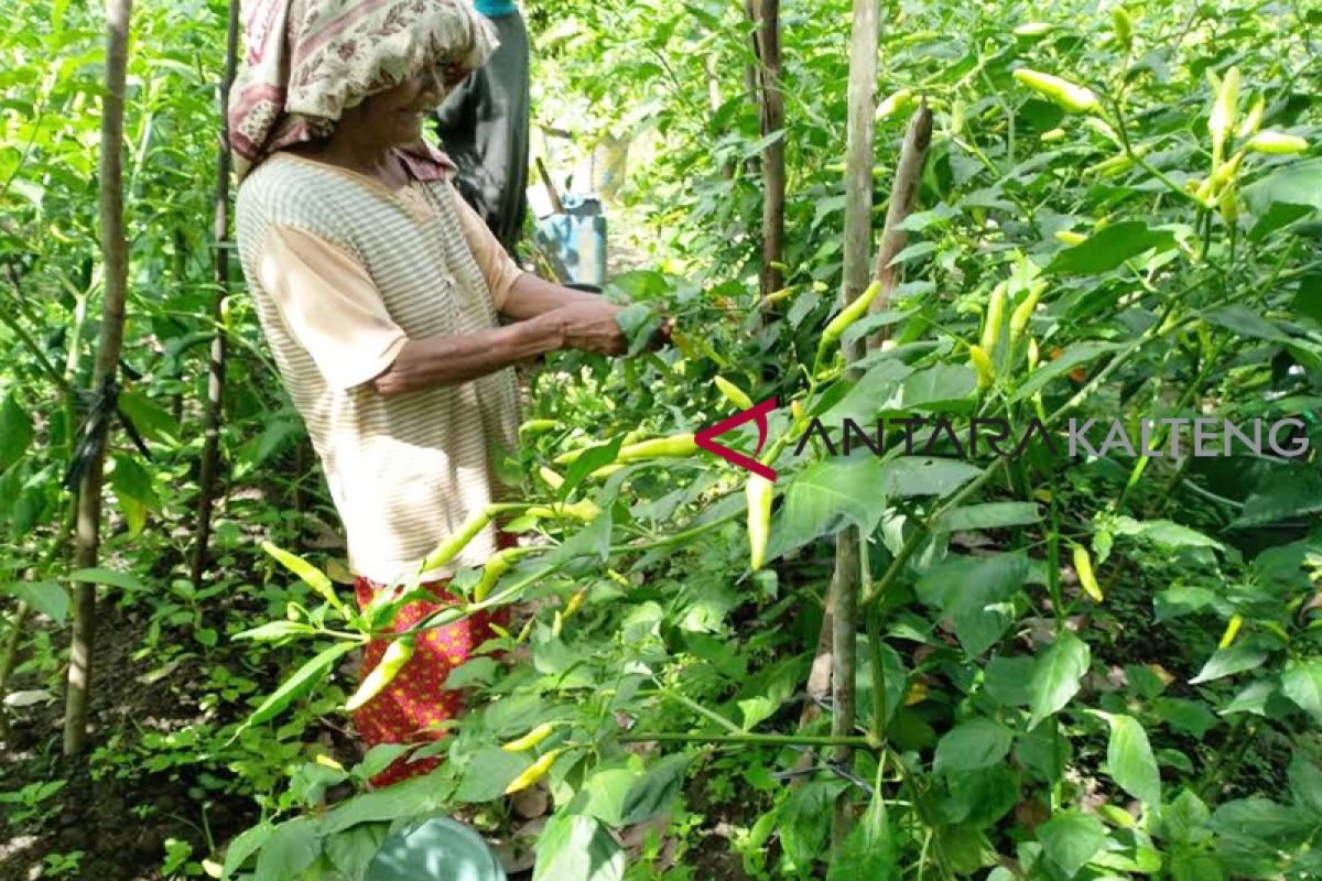 DKPP Seruyan dorong petani kembangkan tanaman cabai