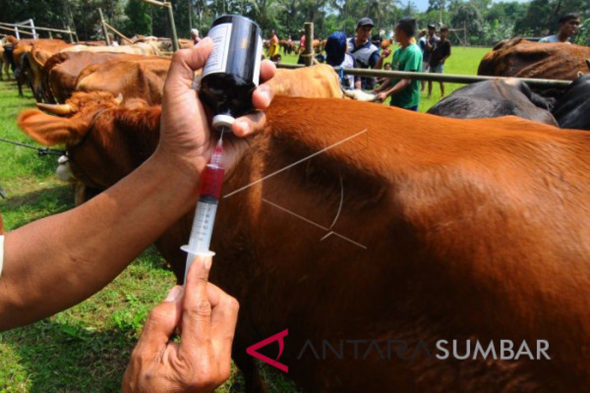 Puluhan sapi di Linggo Sari Baganti mati akibat penyakit yang belum diketahui