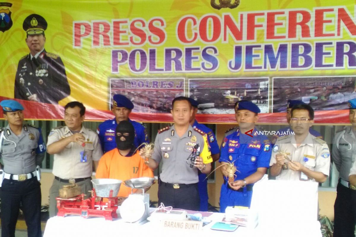 Penyelundupan Ribuan Baby Lobster di Jember Digagalkan