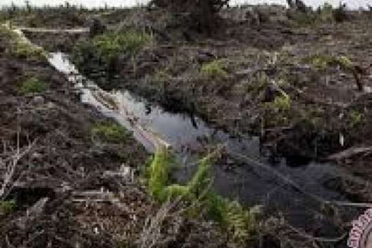 Dari 5 Juta Hektare Lahan Gambut Riau, 3 Jutanya Sudah Rusak