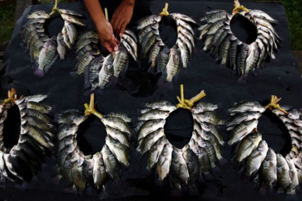 Produksi ikan tawar Sulsel capai 18.976 ton