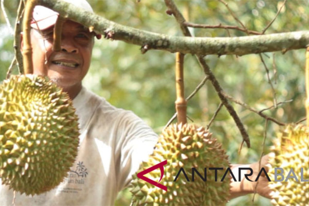 'RSF' adakan 'Festival Makan Durian' di Tajun-Buleleng