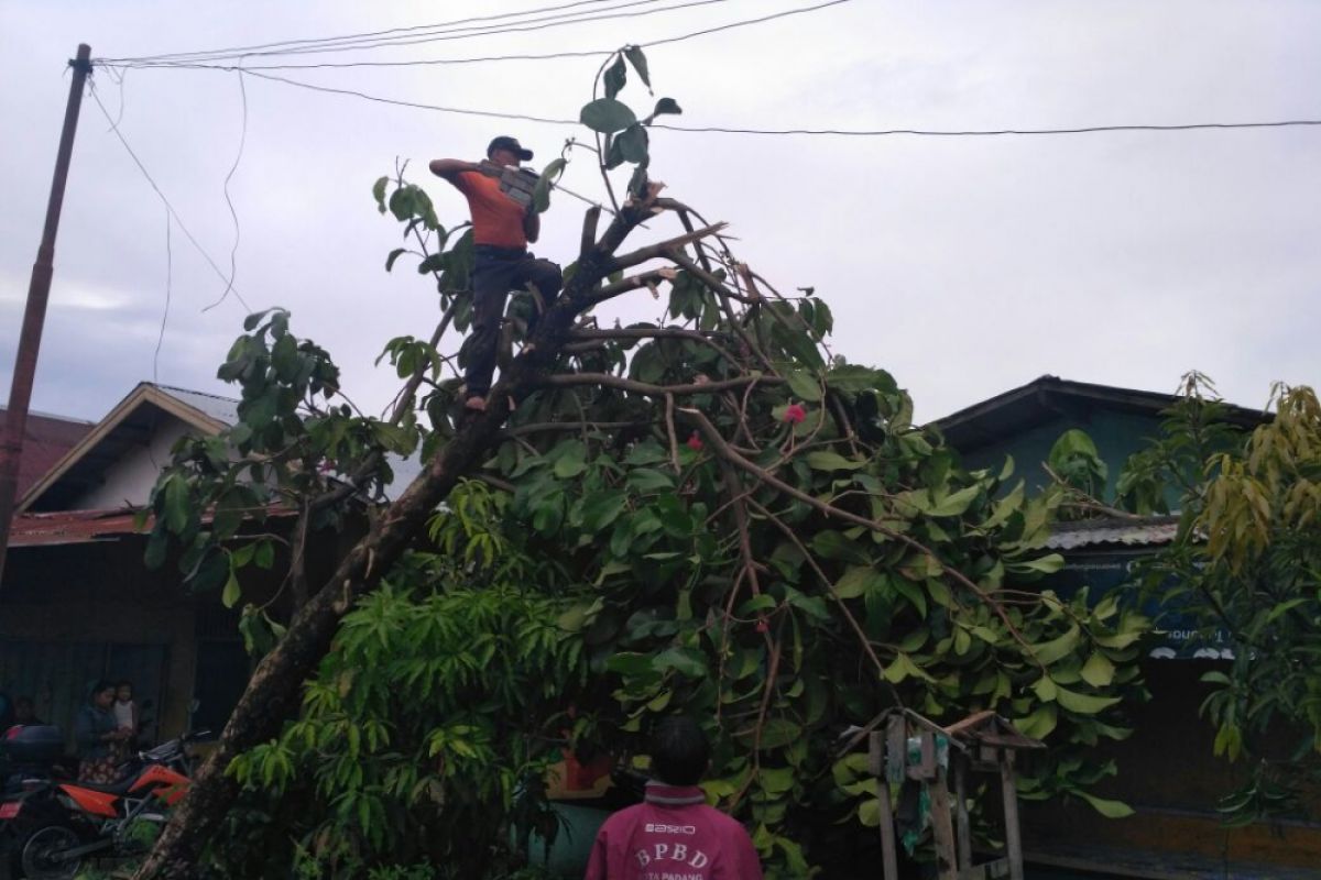 Sembilan pohon tumbang akibat hujan disertai angin kencang di Padang