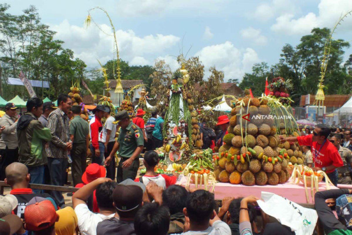 Destinasi Wisata Festival dan Sedekah Bumi Durian di Sumberjambe Jember (Video)