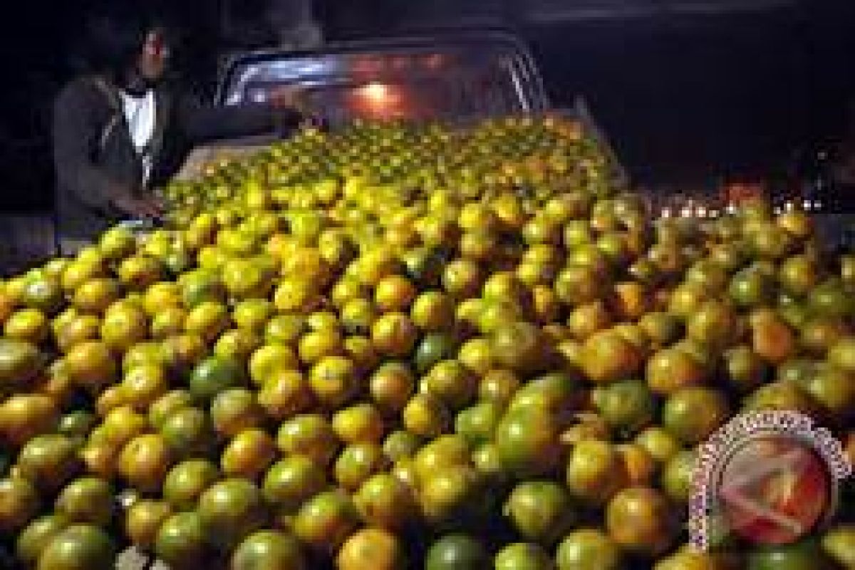Peminat jeruk manis Taput di Tabagsel tinggi