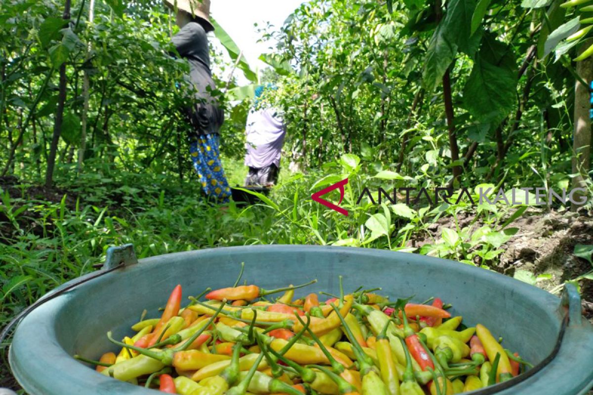 Harga cabai di Sampit capai Rp100 ribu/kg? Ini penyebabnya!