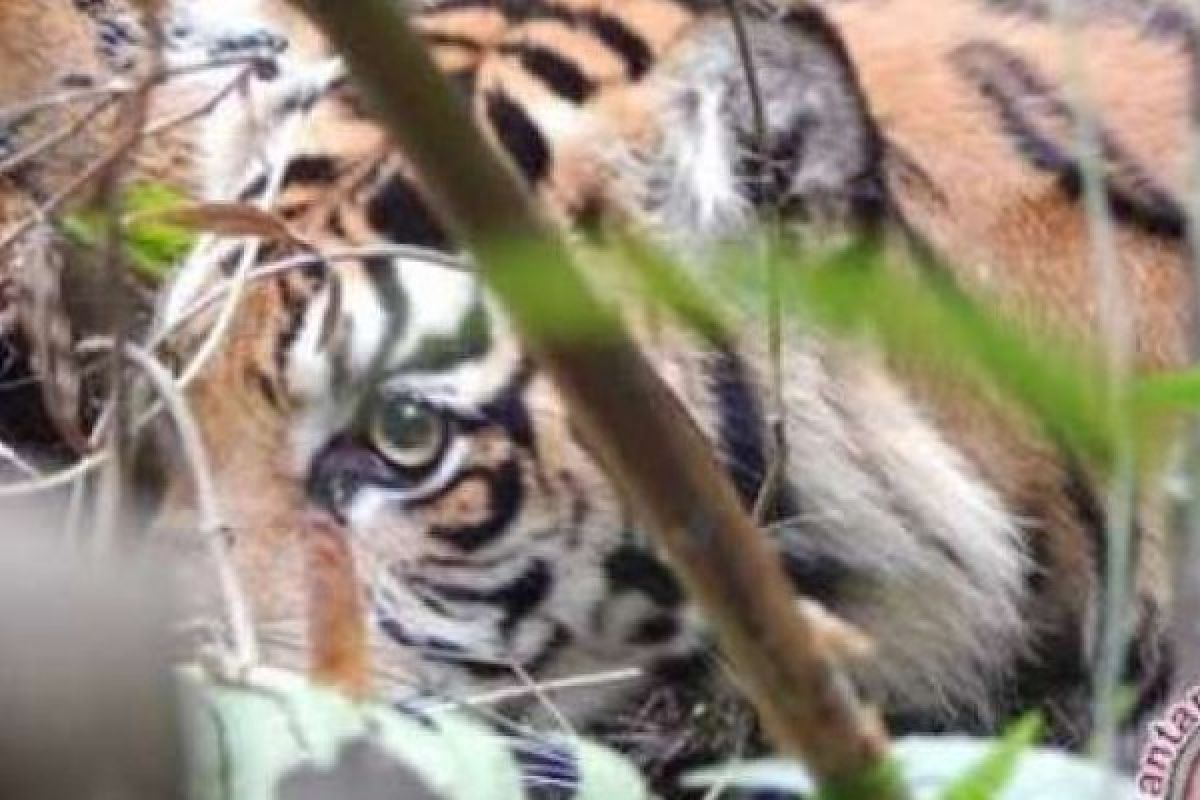 Harimau Bonita Berhasil Ditembak Bius, Tim BBKSDA Riau Masih Menunggu Untuk Dibawa