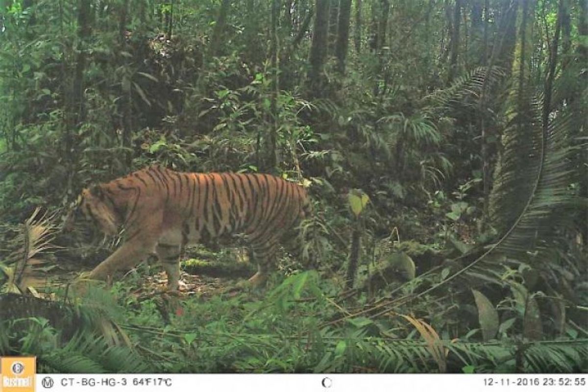 BBKSDA Riau pasang kamera lacak harimau sumatera