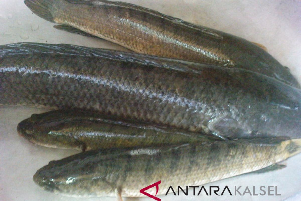 Harga ikan gabus giling di Palembang melambung jelang Lebaran
