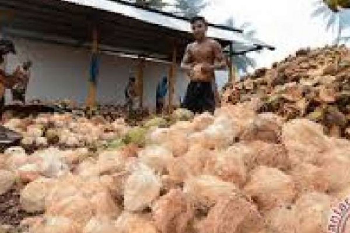 Hasilkan 50 Ribu Butir Kelapa Setiap Hari, Pemkab Meranti Belum Olah Produk Turunannya