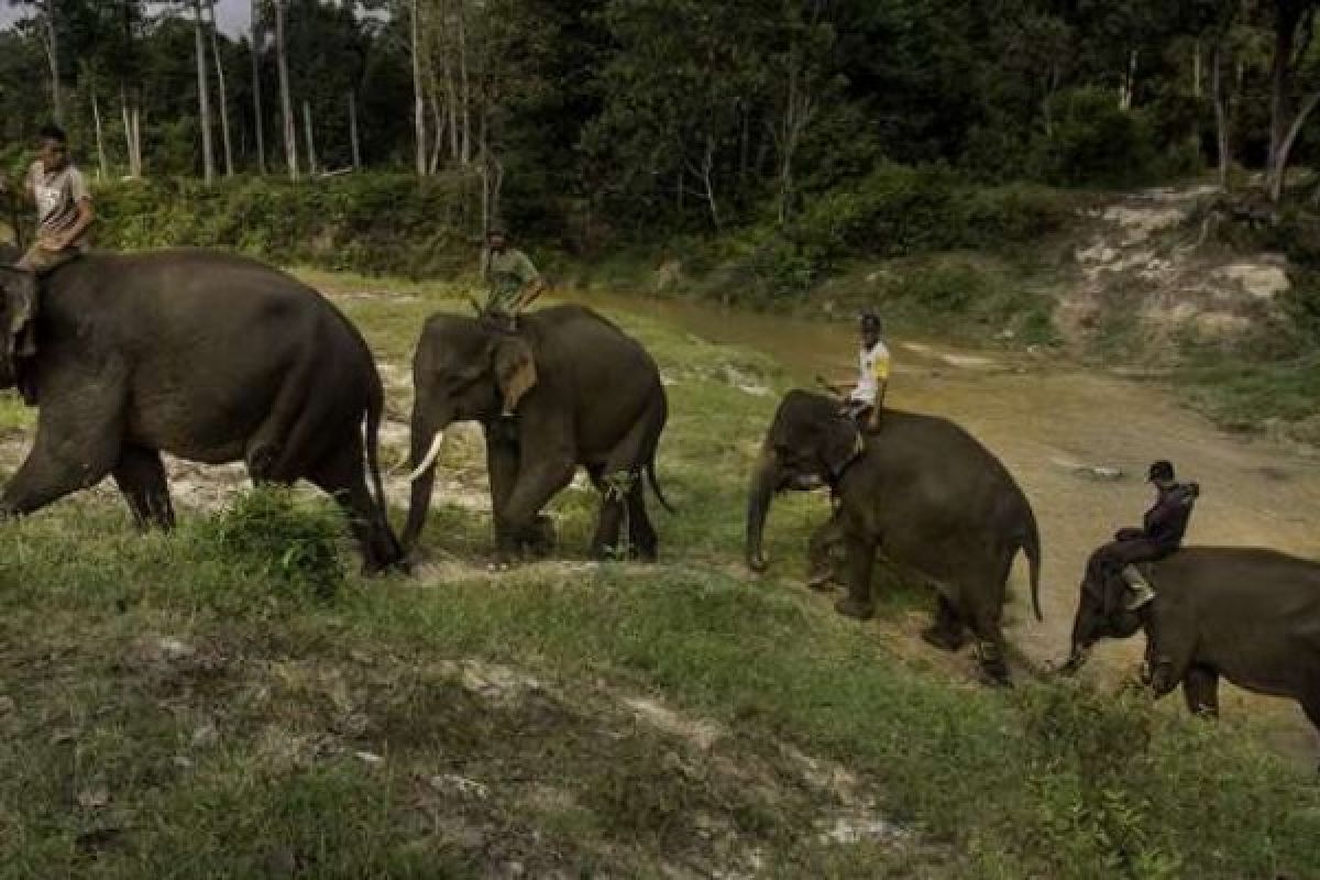 Hutan Banyak jadi Kebun Sawit, Gajah Liar Jadi Sering ke PKG Minas