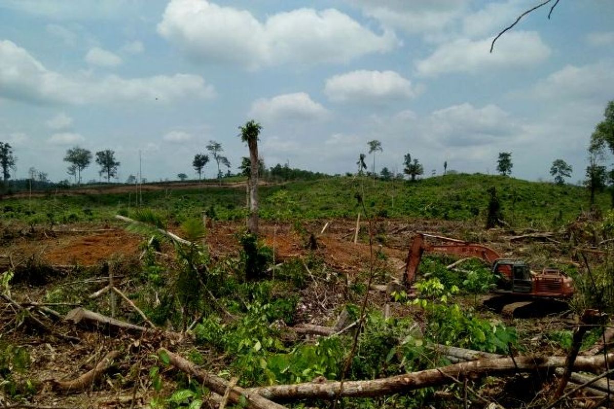 Perambah ancaman serius Hutan Harapan