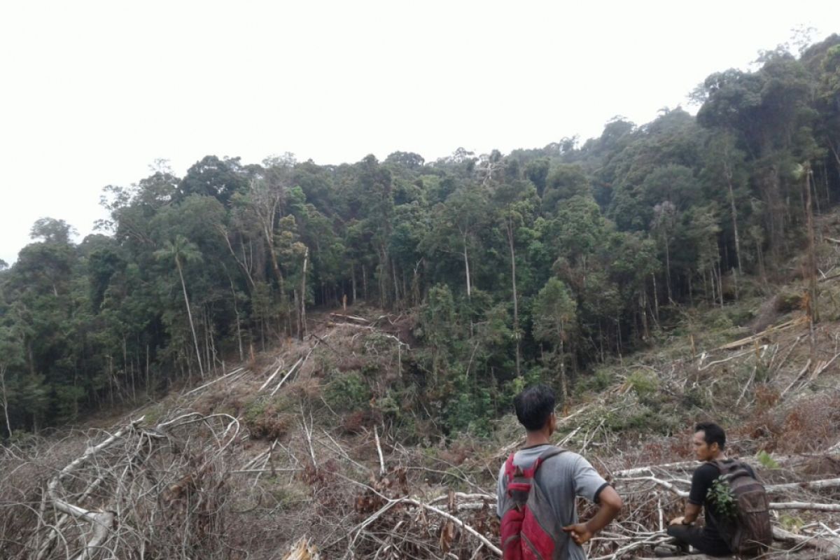 Hutan lindung dirambah di Aceh capai belasan ribu hektare