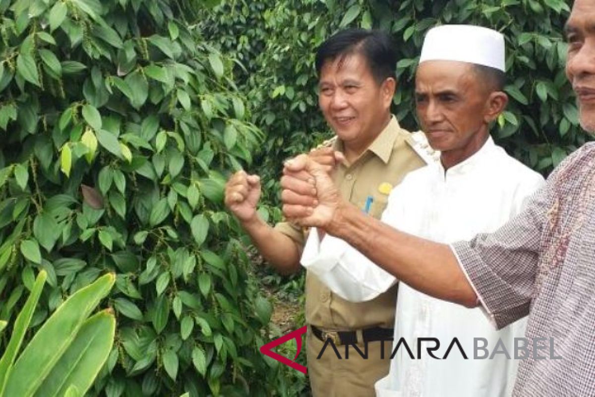 Bupati Bangka Tengah minta petani lada tingkatkan produksi