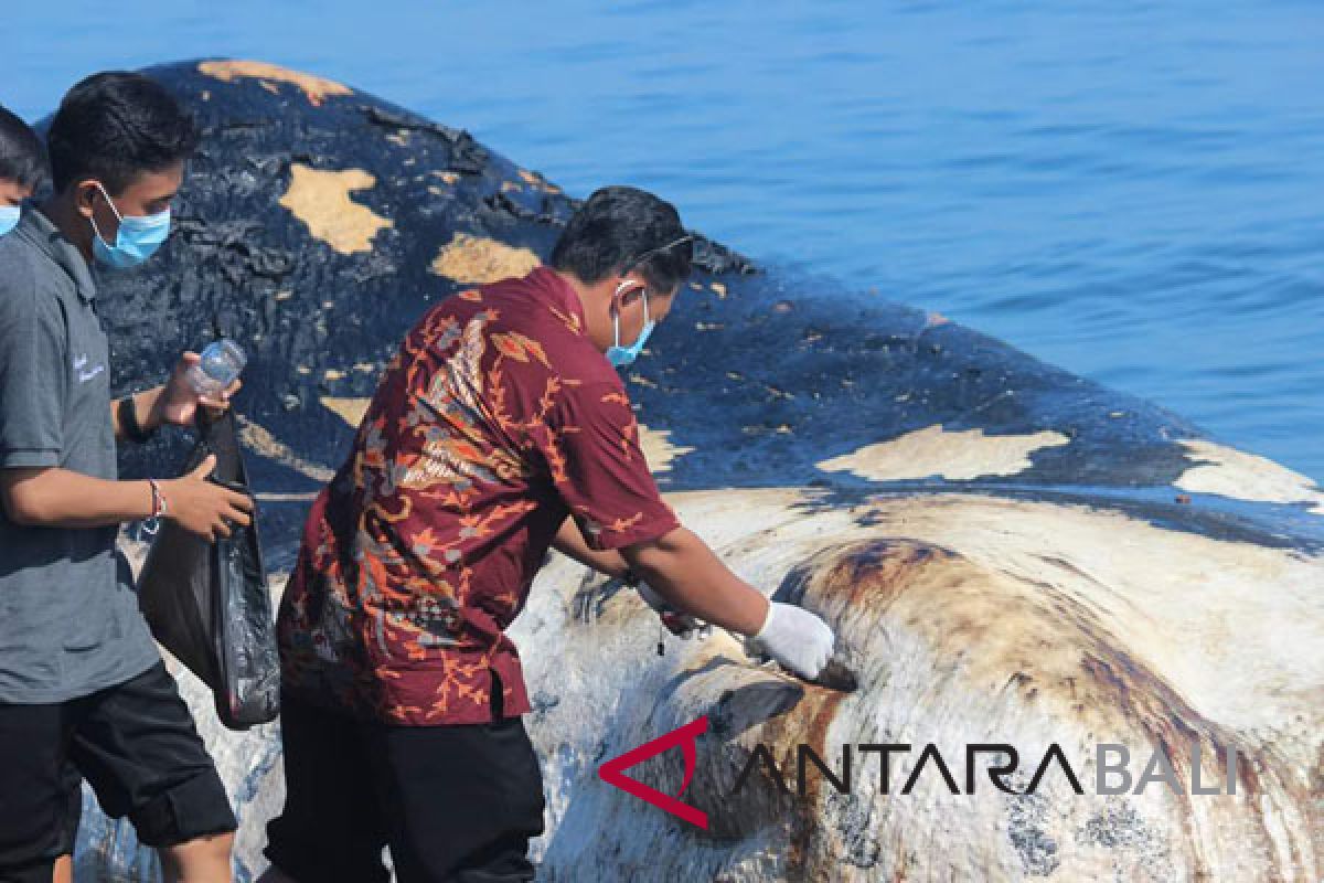 Ikan Paus Sperma terdampar di Pantai Bungkulan