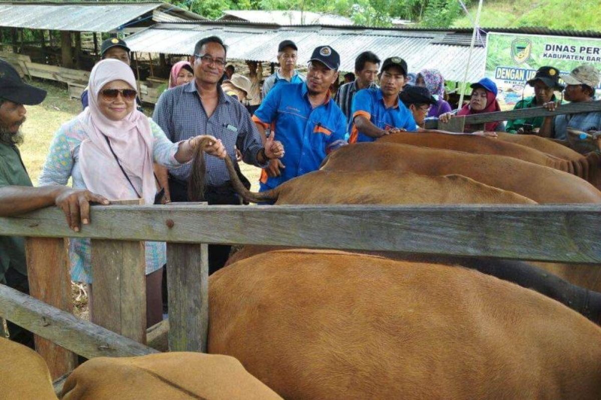 BPTP dampingi peternak sapi agar sukses inseminasi buatan