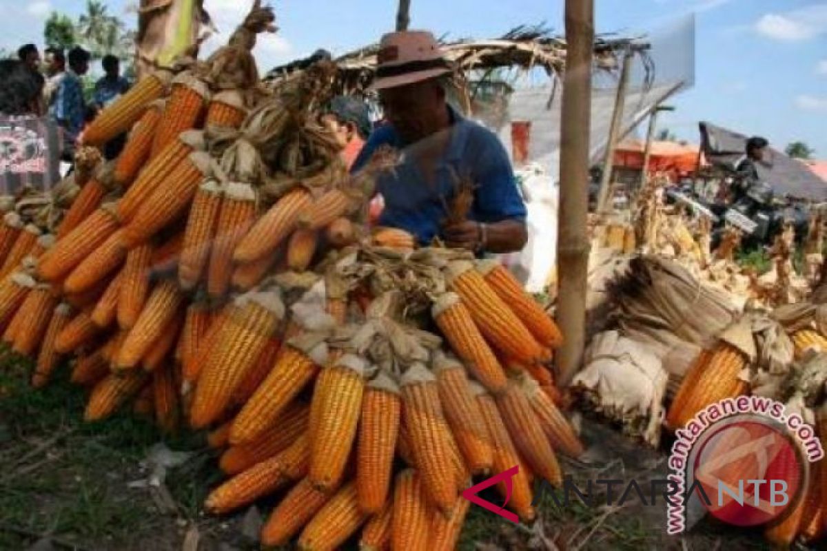 NTB butuh SDM untuk mengembangkan industri jagung