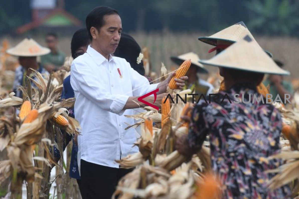 Balangan Corn Production Exceeds Target Significantly