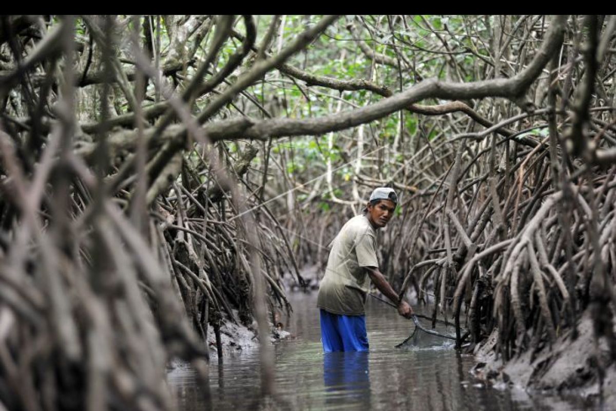 Tangerang Menanam Mangrove Langka Cegah Abrasi