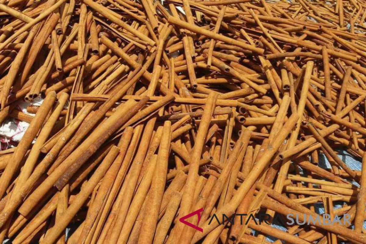 W Sumatra Cinnamon Price Continues To Increase