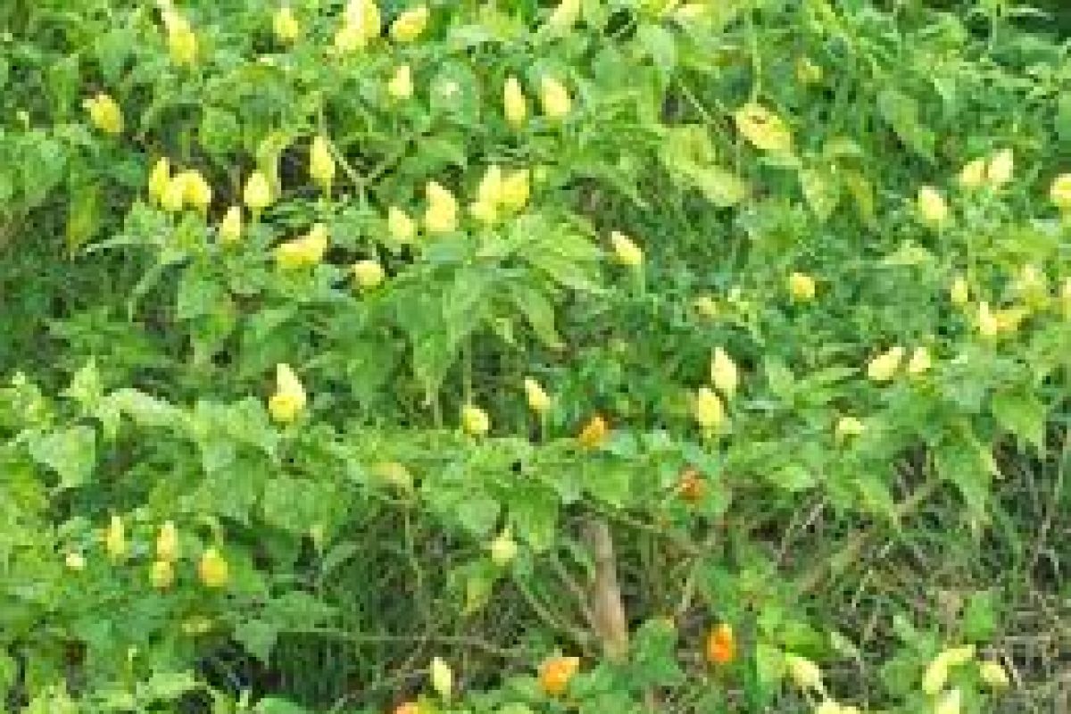 Di Belitung bekas tambang jadi ladang sayur