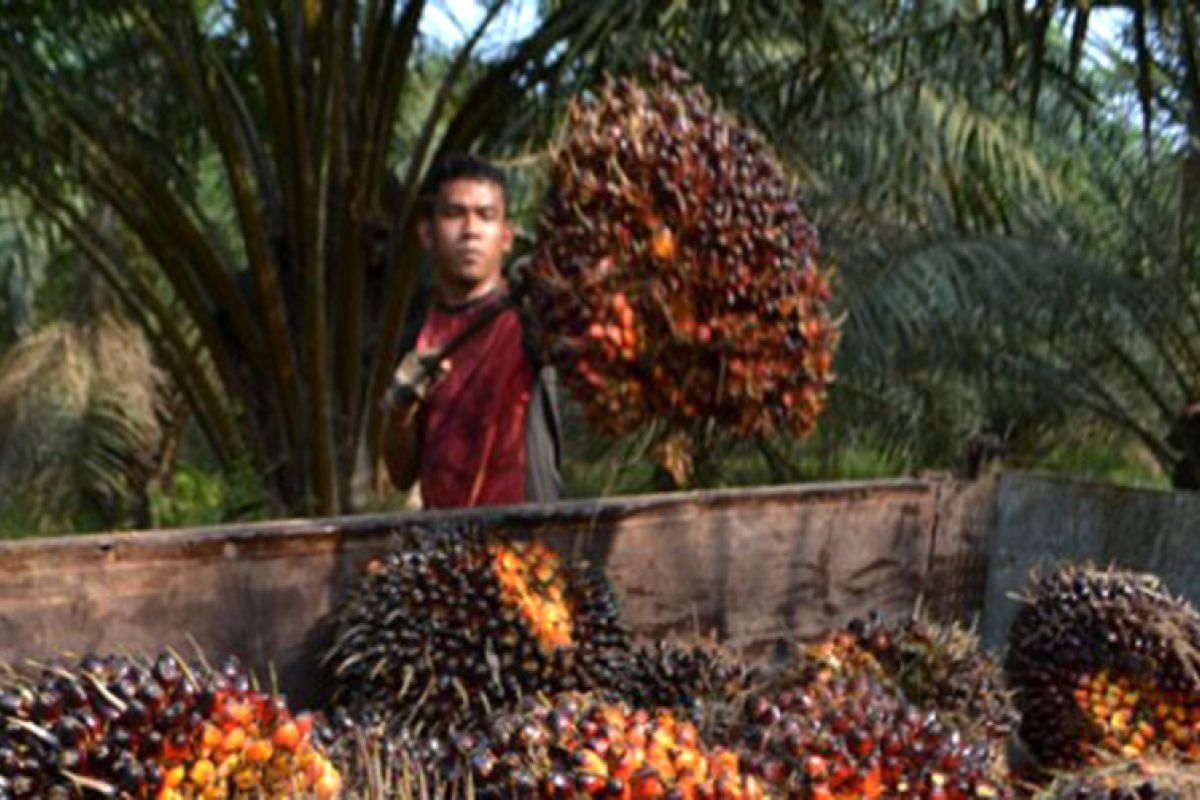 ASEAN, EU Should Figth Against Palm Oil Black Campaign: Minister