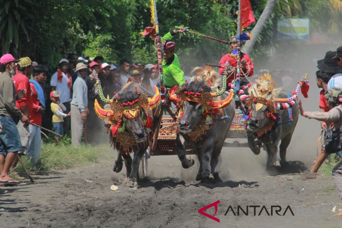 All out, Pemkab Jembrana bangun sektor pariwisata