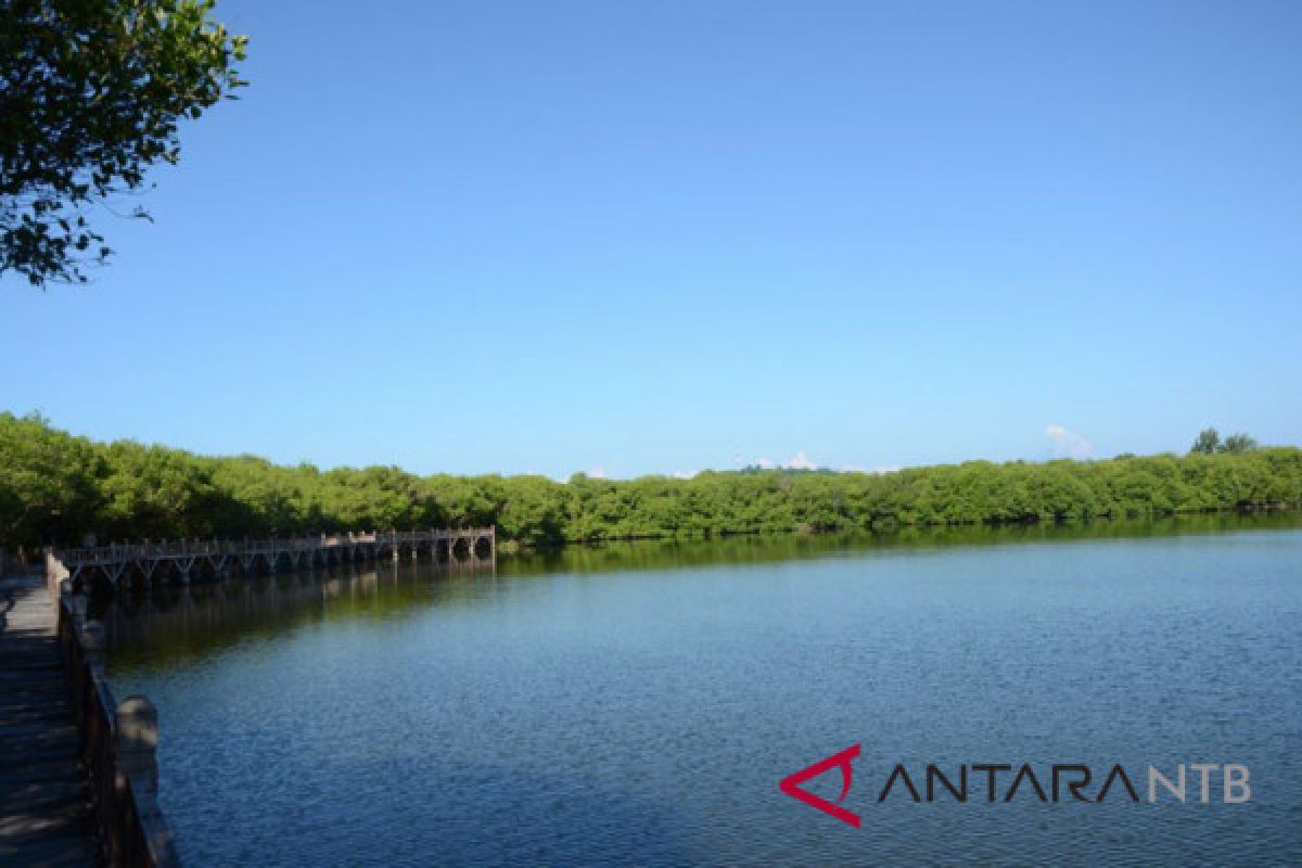 Menikmati pesona danau hutan mangrove Gili Meno