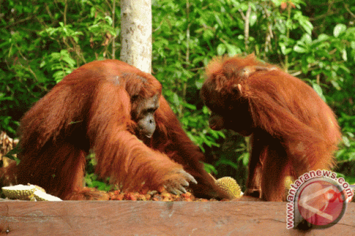 Orang utan Tanjung Puting tarik perhatian pengunjung ITB Berlin