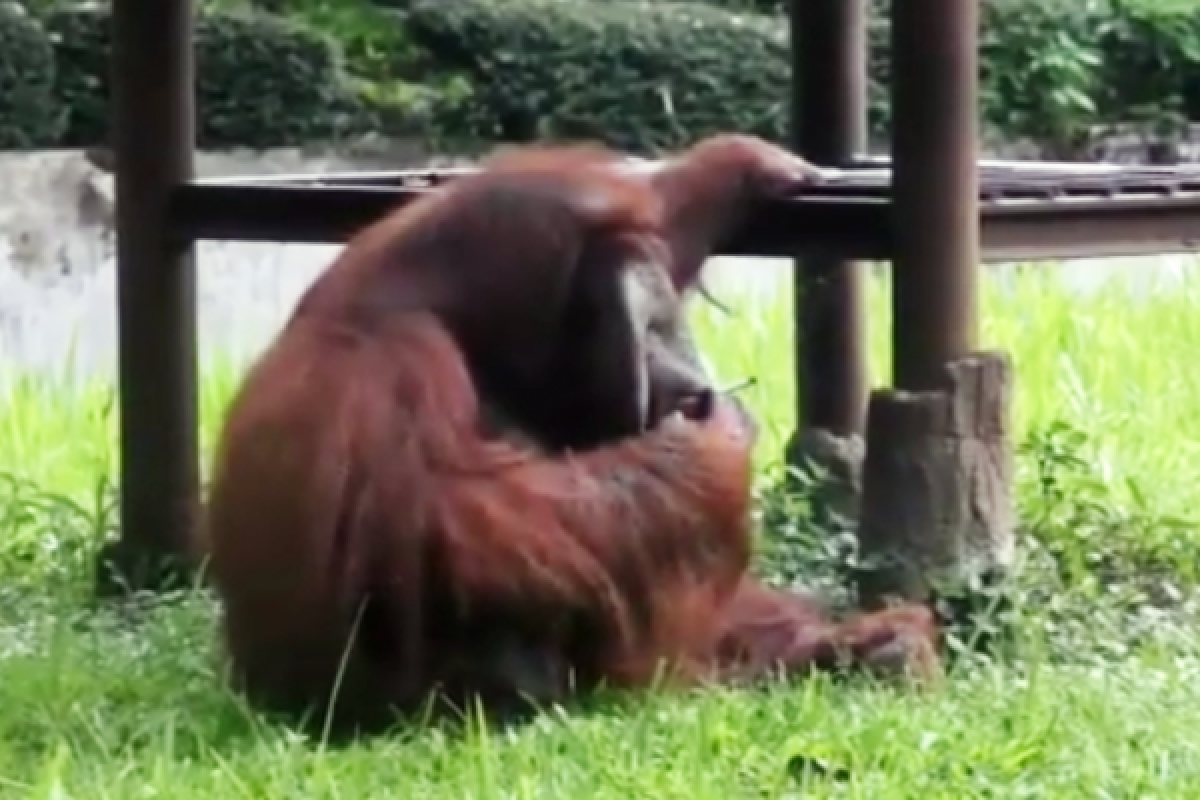 Kebun Binatang Bandung tanggapi video orang utan merokok