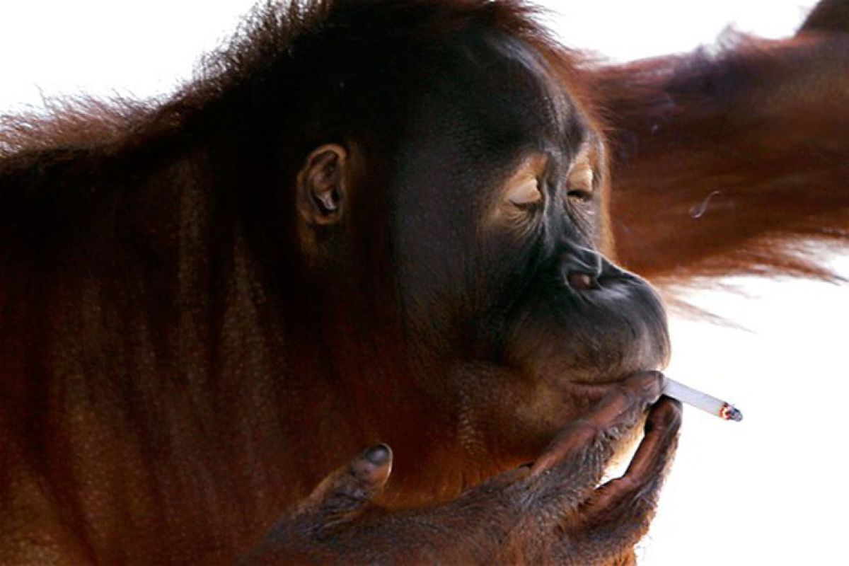 Orangutan terluka dibawa ke Sumut