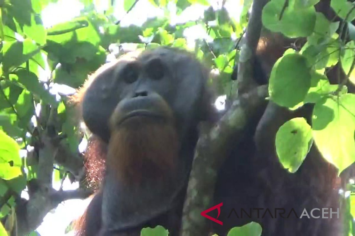 Orangutan turun ke perkebunan warga di subulussalam