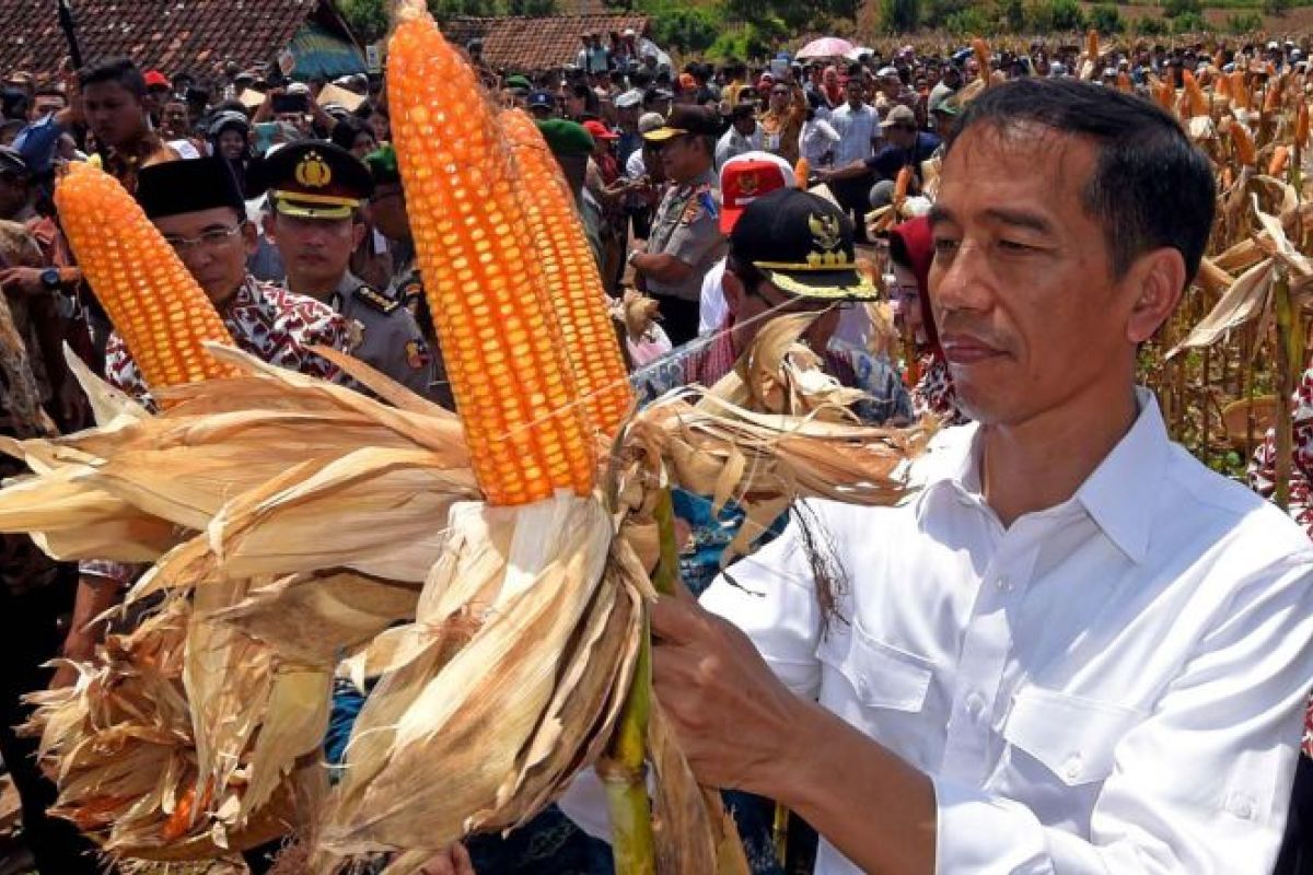 Presiden panen jagung