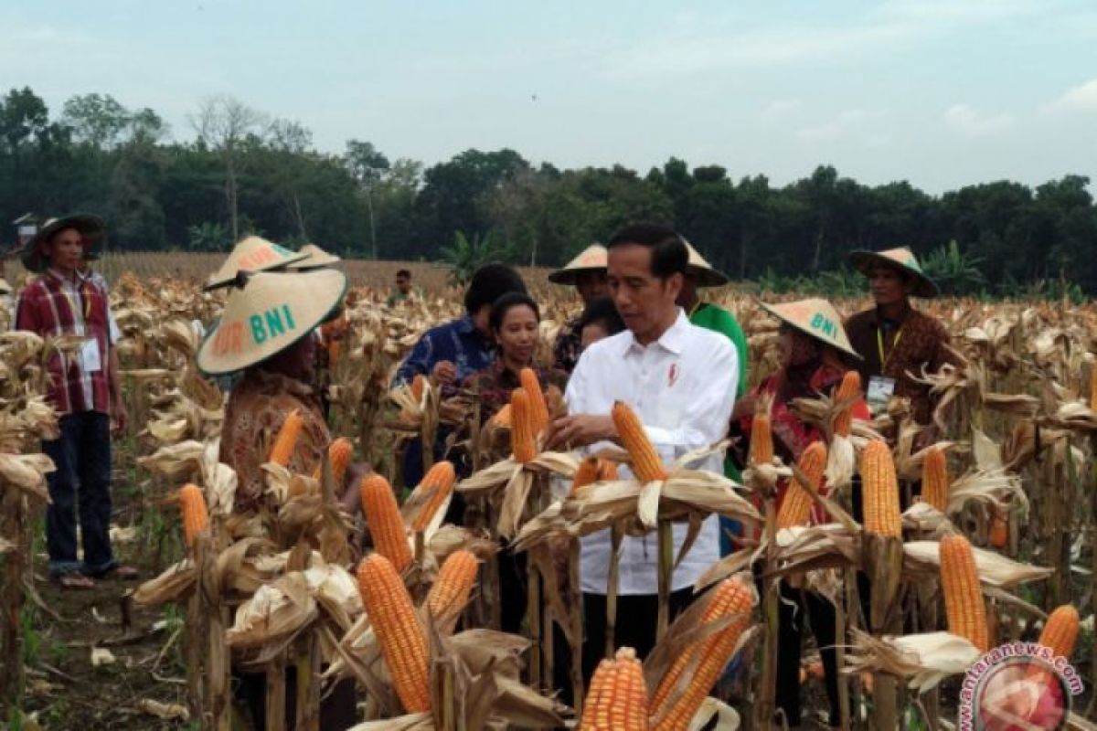 Presiden panen jagung dan tanam jati