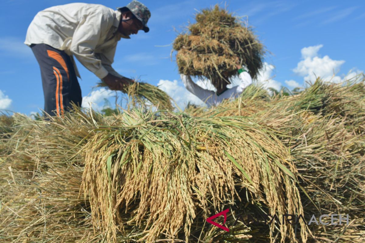 Petani Abdya masuki panen raya padi